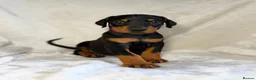 Dobermann dogs for sale: READY NOW- Outstanding KC Dobermann Pups🇧🇷 - Advert 24