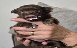 Chihuahua dogs for sale: Stunning KC registered long coat chihuahuas boys - Image 13