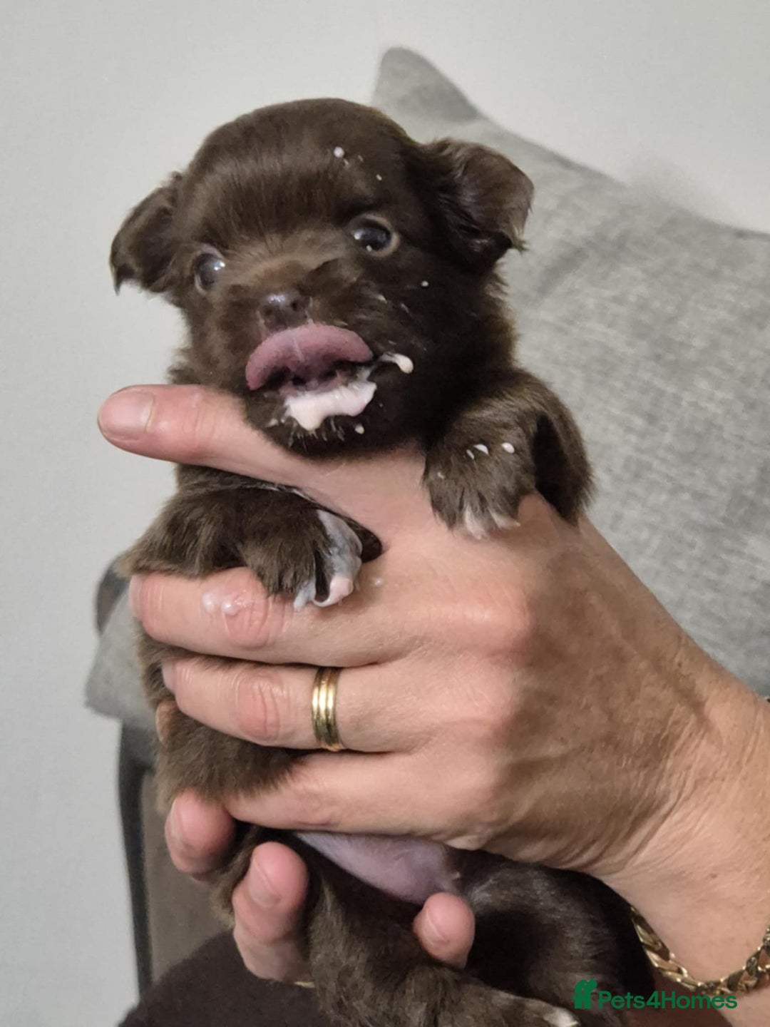 Chihuahua dogs for sale: Stunning KC registered long coat chihuahuas boys - Image 13