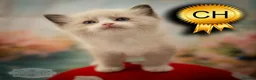 Ragdoll cats for sale: Ragdoll Kitten Boy | CHAMPION PARENTS TICA - Advert 5