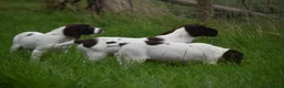 English Springer Spaniel dogs for sale: Working English springer spaniels  - Advert 10