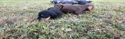 Dachshund dogs for sale: KC Regestered Teckel puppies in Cardiff - Advert 3