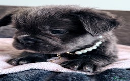 French Bulldog dogs for sale: FLUFFY FRENCH BULLDOGS  - Image 5