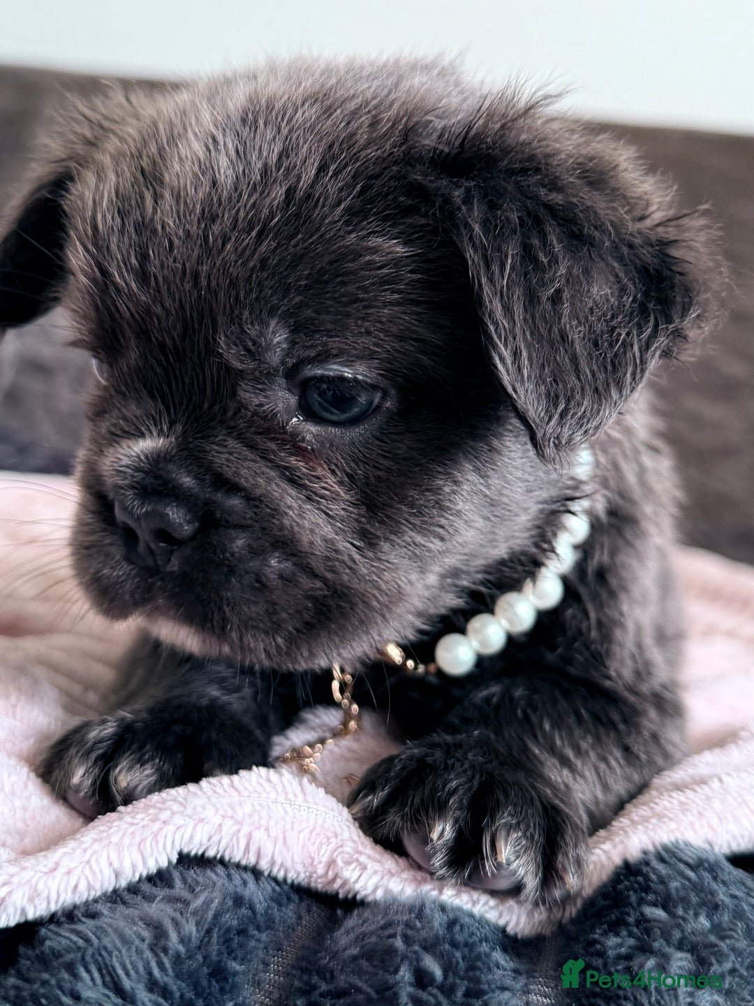 French Bulldog dogs for sale: FLUFFY FRENCH BULLDOGS  - Image 5