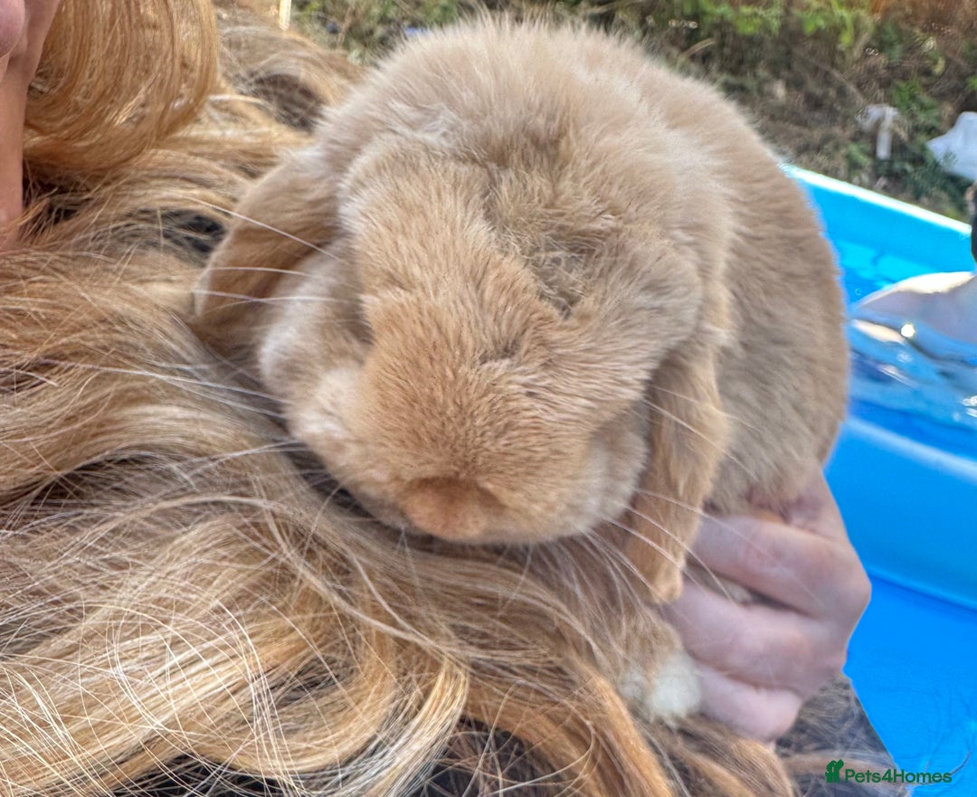 Mini Lop rabbits for sale: Harlequin Mini Lop Buck - Image 15