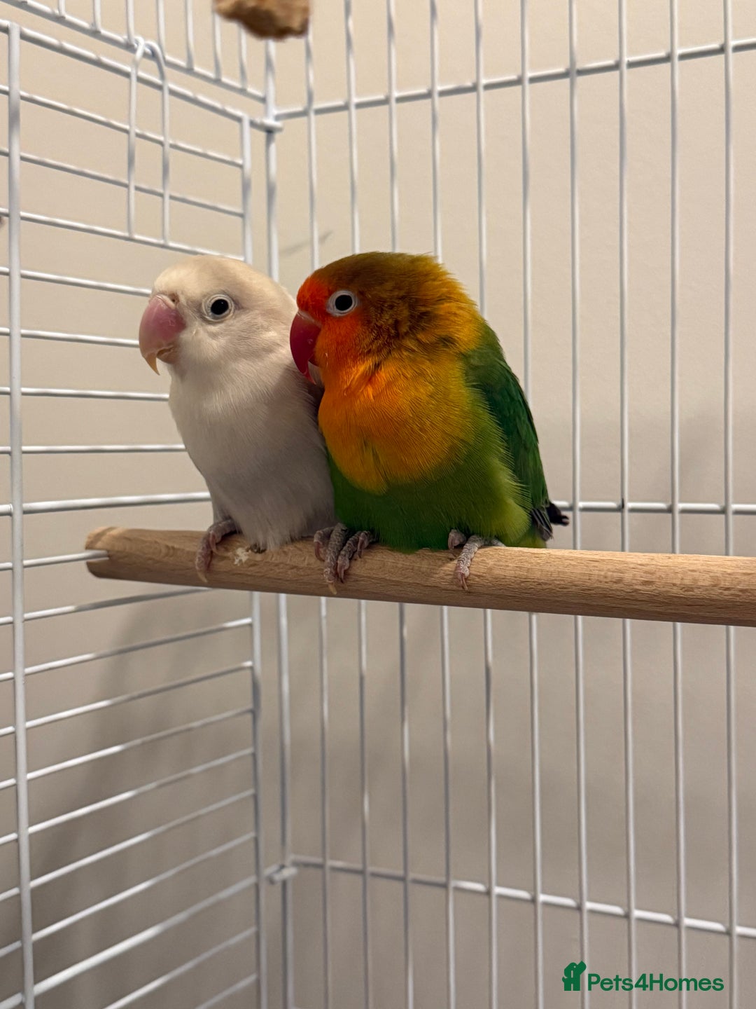 Lovebirds birds for sale: Pair of lovebirds - with cage - Advert 2