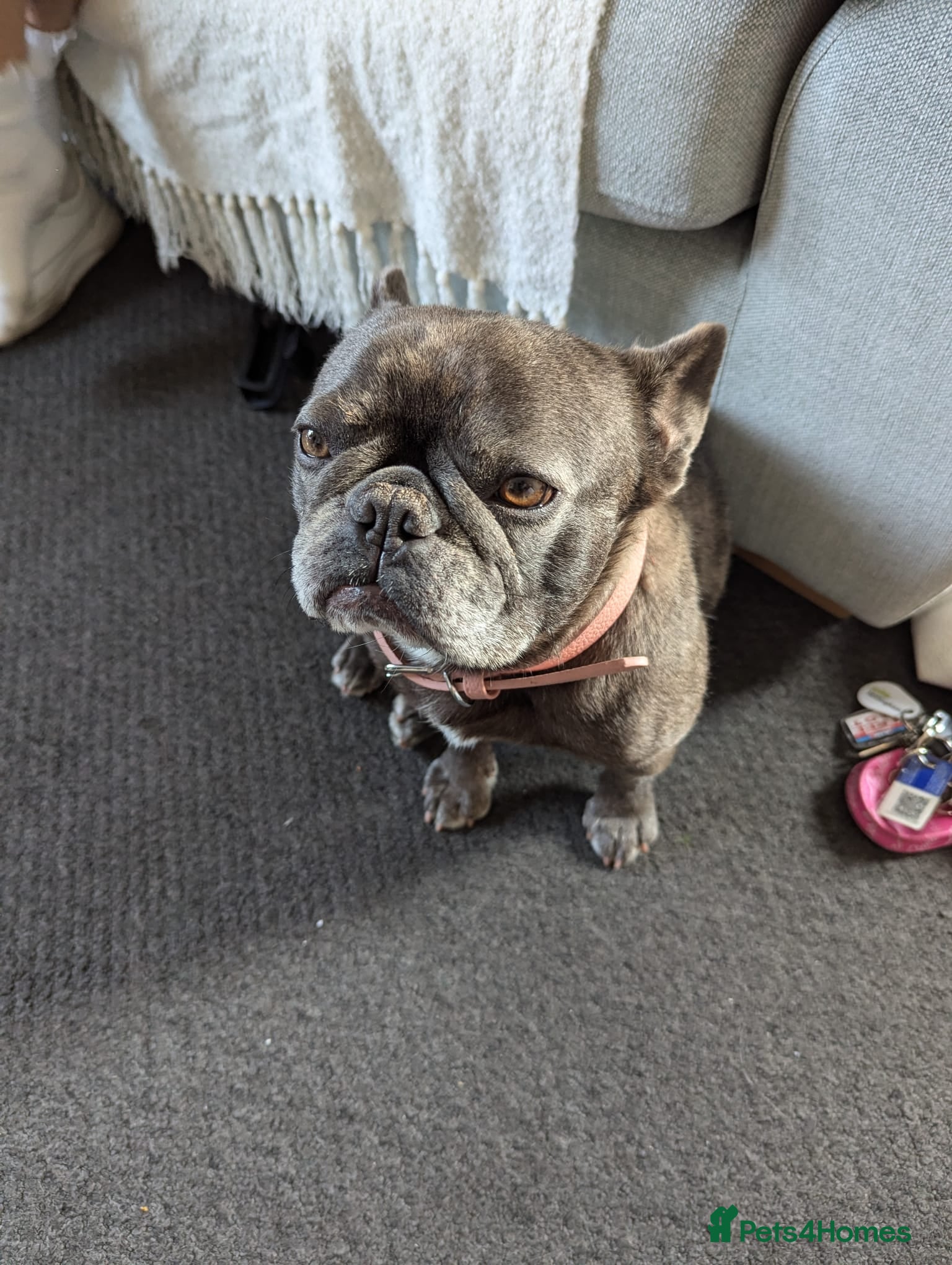 French Bulldog dogs 🩶🐾 LILO – A Little Frenchie with a Huge Heart🩶 - Advert 1