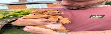 Hungarian Vizsla Puppy 10
