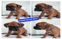 Boxer dogs for sale: Gorgeous Chunky Boxer Puppies  - Image 9