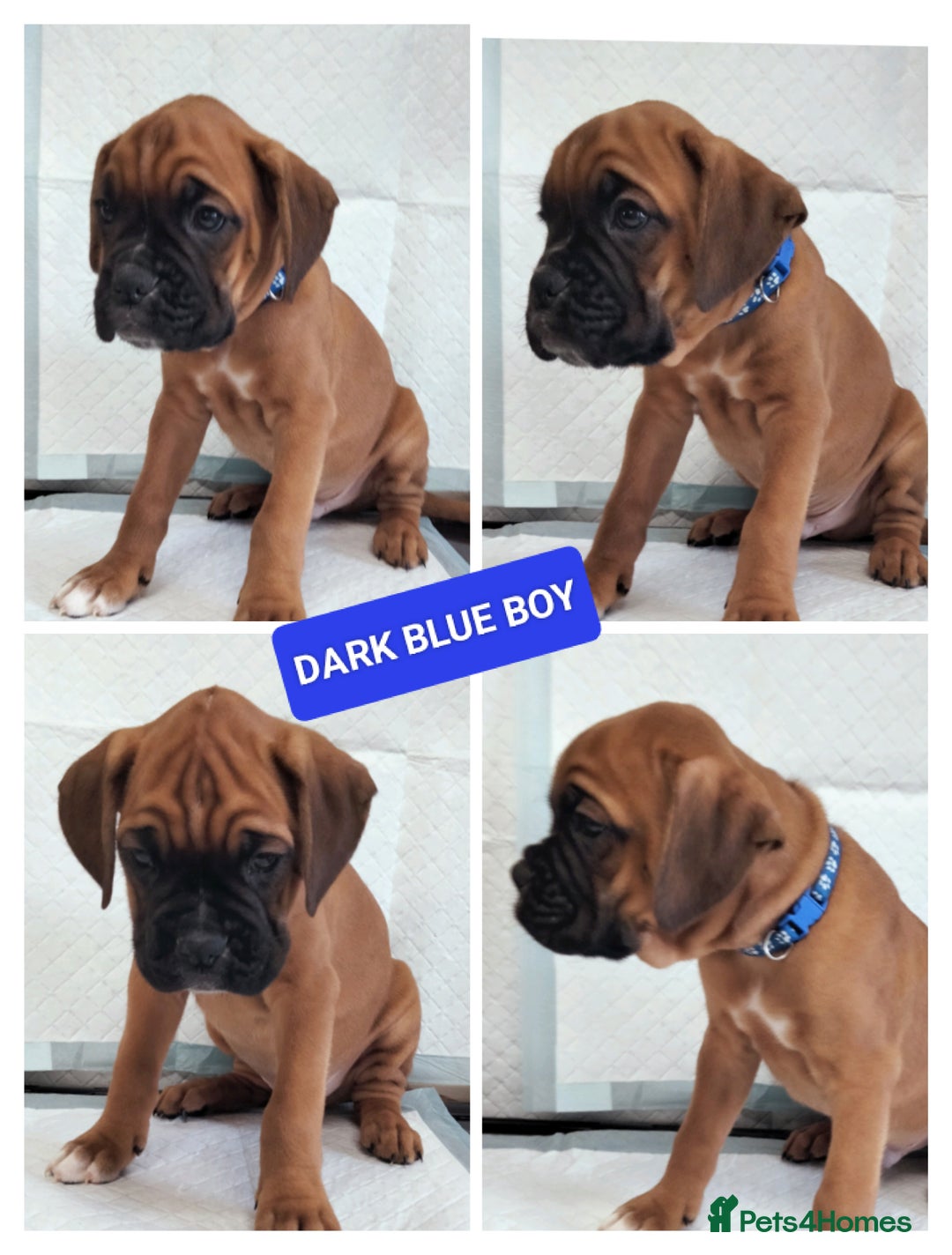 Boxer dogs for sale: Gorgeous Chunky Boxer Puppies  - Image 9