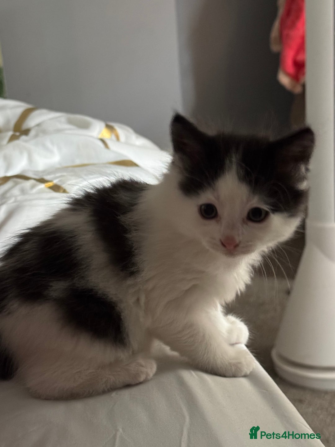 Mixed Breed cats for sale: Kittens  - Image 6