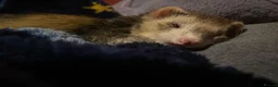 Ferret rodents for sale: Two ferrets one cream one miniature pole cat - Advert 7