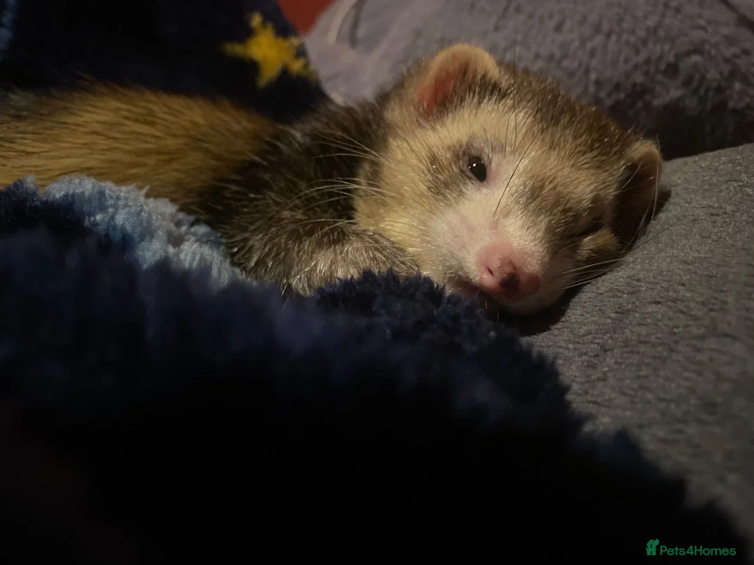 Ferret rodents for sale: Two ferrets one cream one miniature pole cat - Advert 7