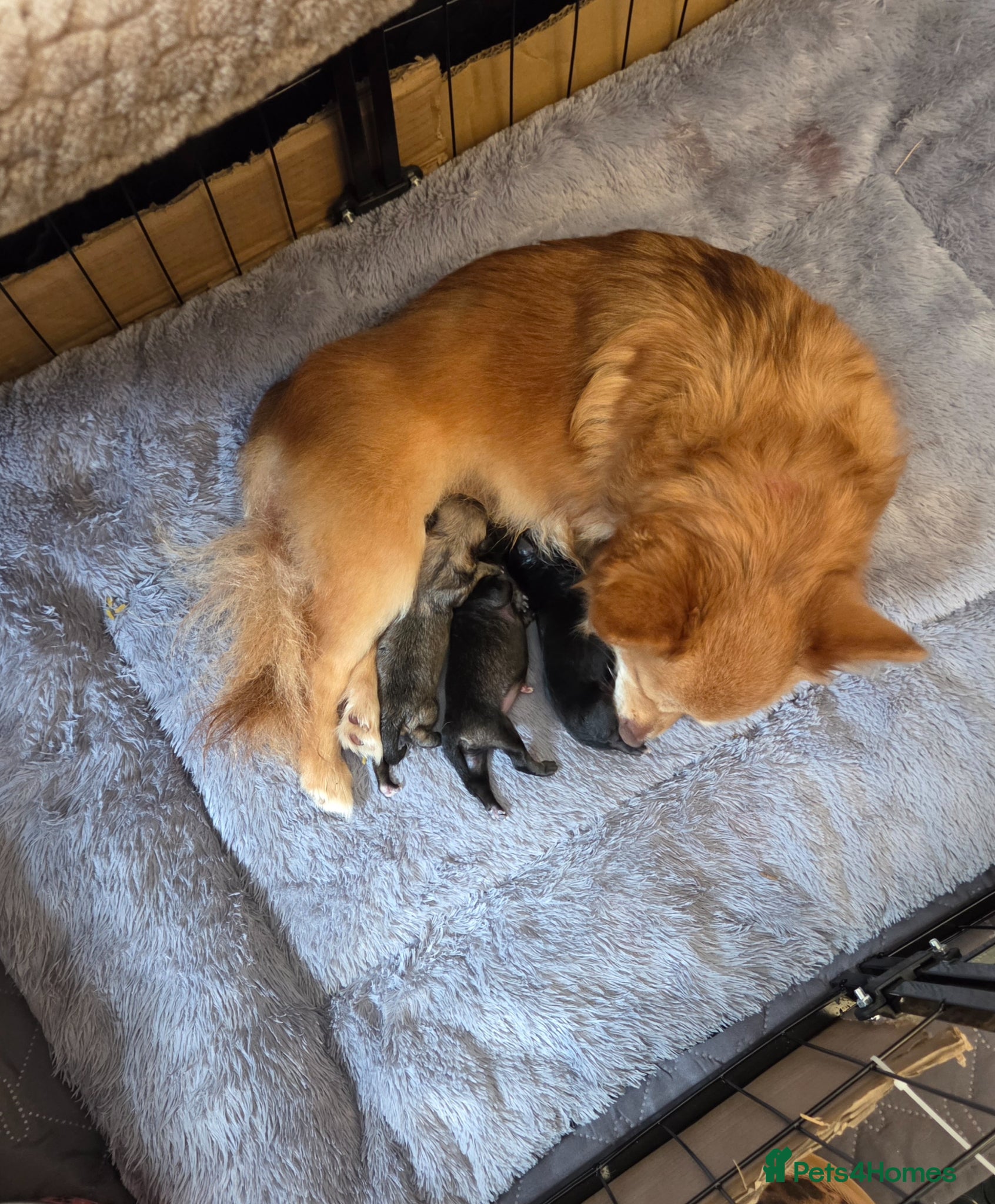 Pomchi dogs pomchi puppies for sale - Advert 1