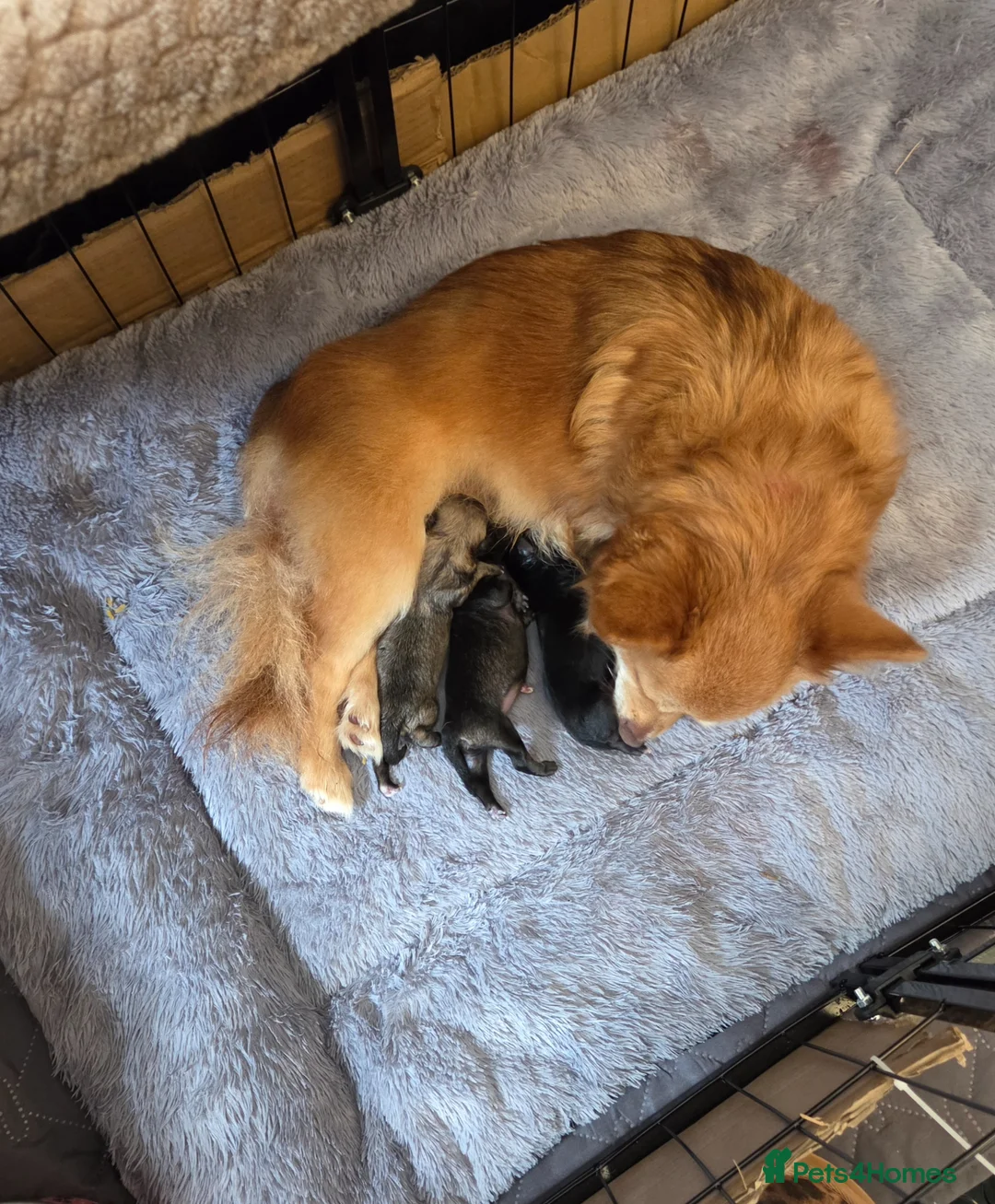 Pomchi dogs for sale: pomchi puppies for sale - Advert 1