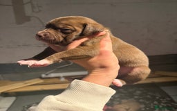Staffordshire Bull Terrier dogs for sale: Staffordshire bull terrier pups - Image 8