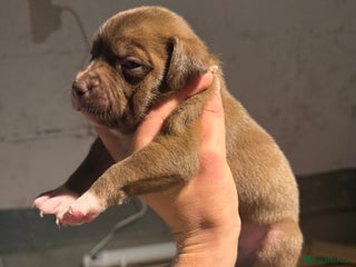 Staffordshire Bull Terrier dogs - Advert 6