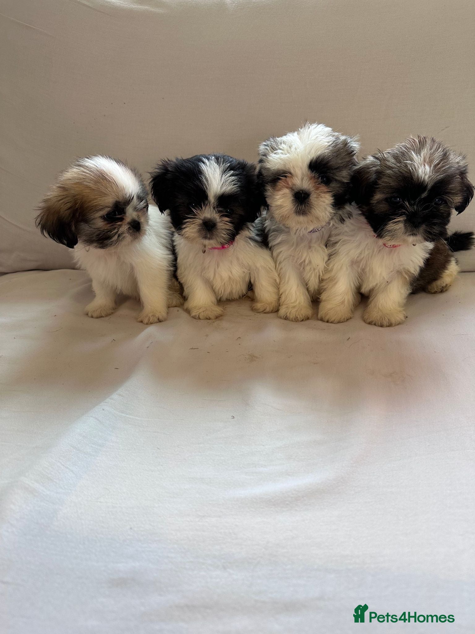 Shih Tzu dogs Beautiful Shih Tzu Puppies 7 Weeks Old Ready Soon - Advert 1