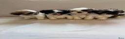 Shih Tzu dogs for sale: Beautiful Shih Tzu Puppies 7 Weeks Old Ready Soon in London - Advert 1
