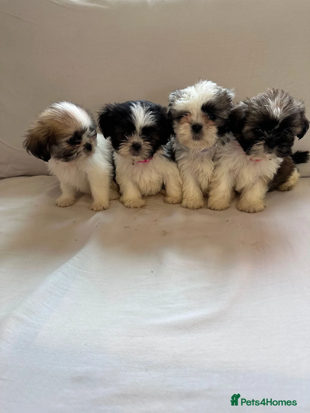 Shih Tzu dogs for sale: Beautiful Shih Tzu Puppies 7 Weeks Old Ready Soon in London - Advert 1