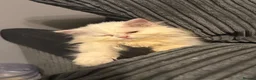 Persian cats for sale: Male white Persian chinchilla  - Advert 4