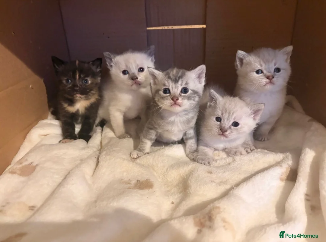 Mixed Breed cats for sale: Beautiful fluffy ragdoll X kittens- 3 females - Advert 1