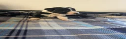 Border Collie dogs for sale: Isds registered border collie pups  - Advert 25
