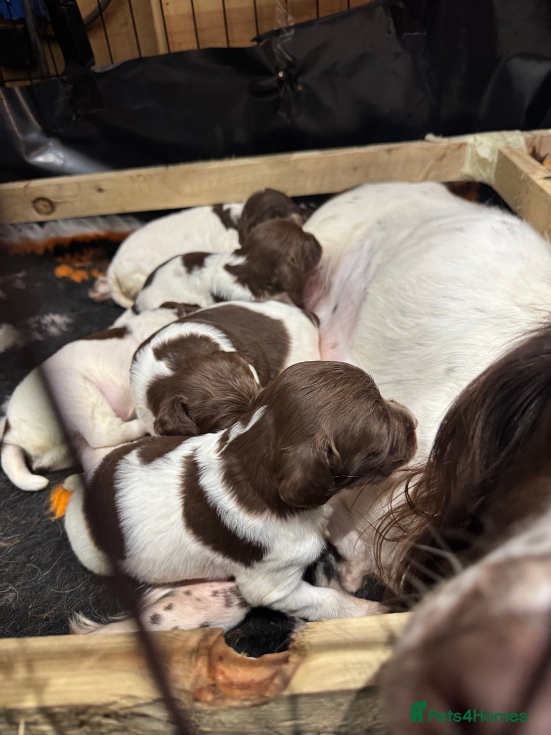 English Springer Spaniel dogs for sale: English springer spaniel puppies  - Image 8