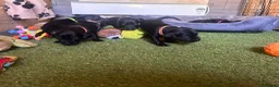 Mixed Breed dogs for sale: Working cocker with mix dads family pet  - Advert 6