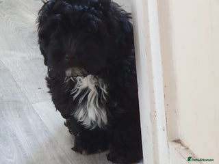 Shihpoo dogs for sale: Shihpoo puppy for sale - Advert 1