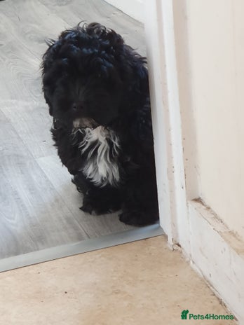 Shihpoo dogs Shihpoo puppy for sale - Advert 1