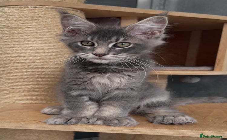 Maine Coon cats in Spalding - Advert 7