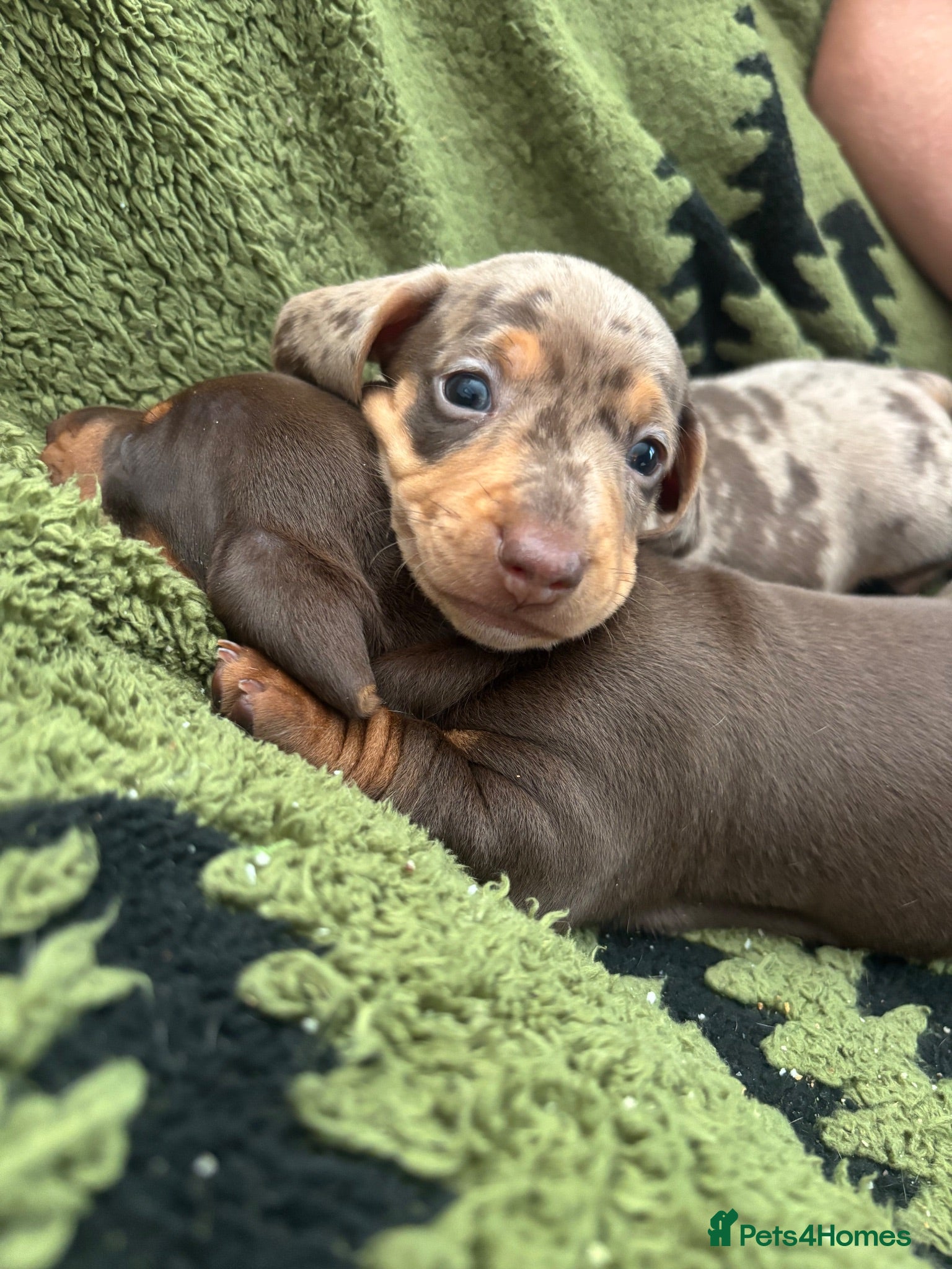 Miniature Dachshund dogs KC Reg Mini Dachshund Puppies - Advert 6