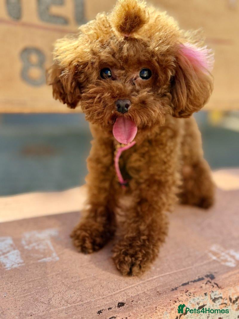 Toy Poodle dogs for sale: HUGO NEEDS A LOVING FOREVER HOME - Advert 1