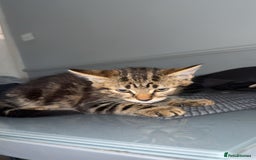 Mixed Breed cats for sale: Playful Kittens Ready to Melt Your Heart ❤️ - Image 4