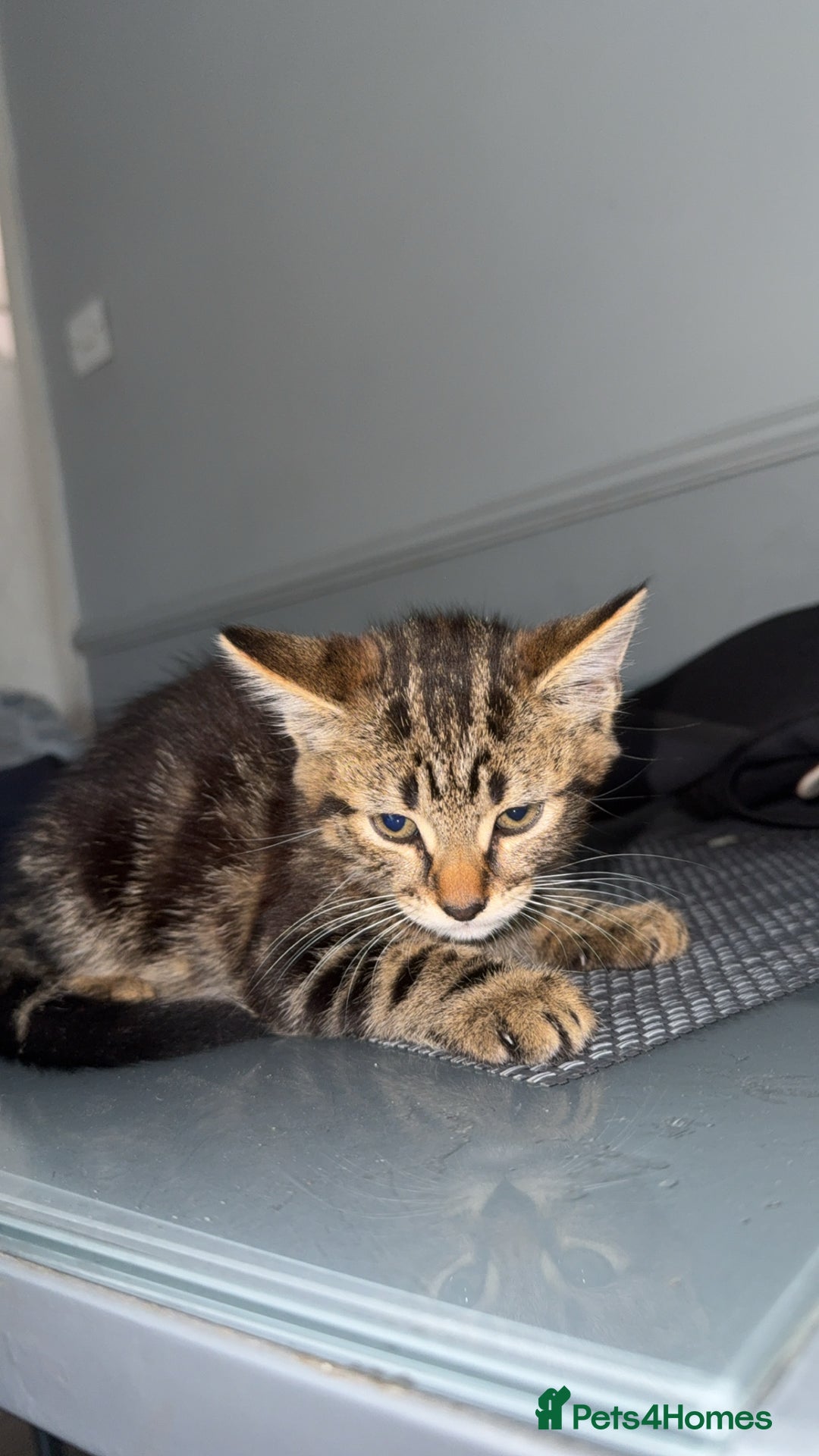 Mixed Breed cats for sale: Playful Kittens Ready to Melt Your Heart ❤️ - Image 4