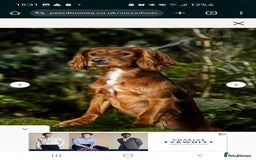 Cocker Spaniel dogs for sale: 4 Gorgeous Cocker Spaniel Puppies - Image 10