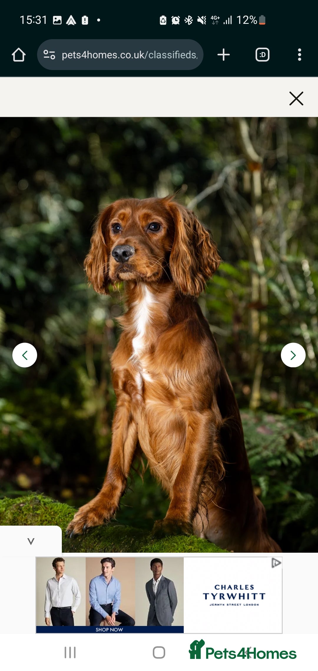 Cocker Spaniel dogs for sale: 4 Gorgeous Cocker Spaniel Puppies - Image 10
