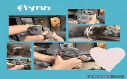 French Bulldog dogs for sale: 2 beautiful litters of French bulldog puppies - Image 7