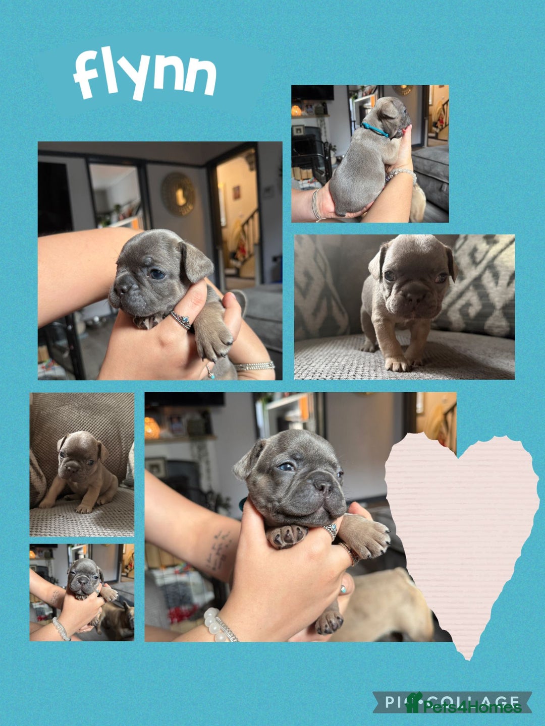 French Bulldog dogs for sale: 2 beautiful litters of French bulldog puppies - Image 7