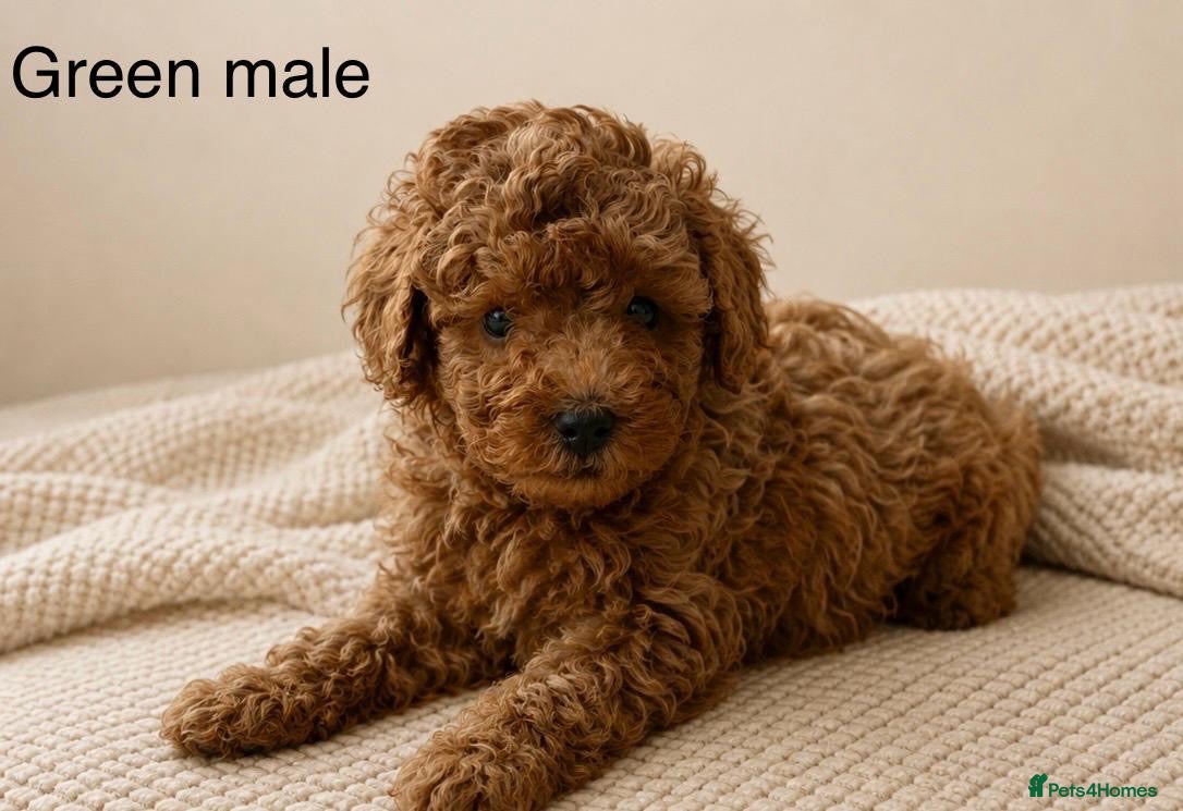 Toy Poodle dogs Fully Vaccinated, DNA Health Tested Deep Red Toys  - Advert 1