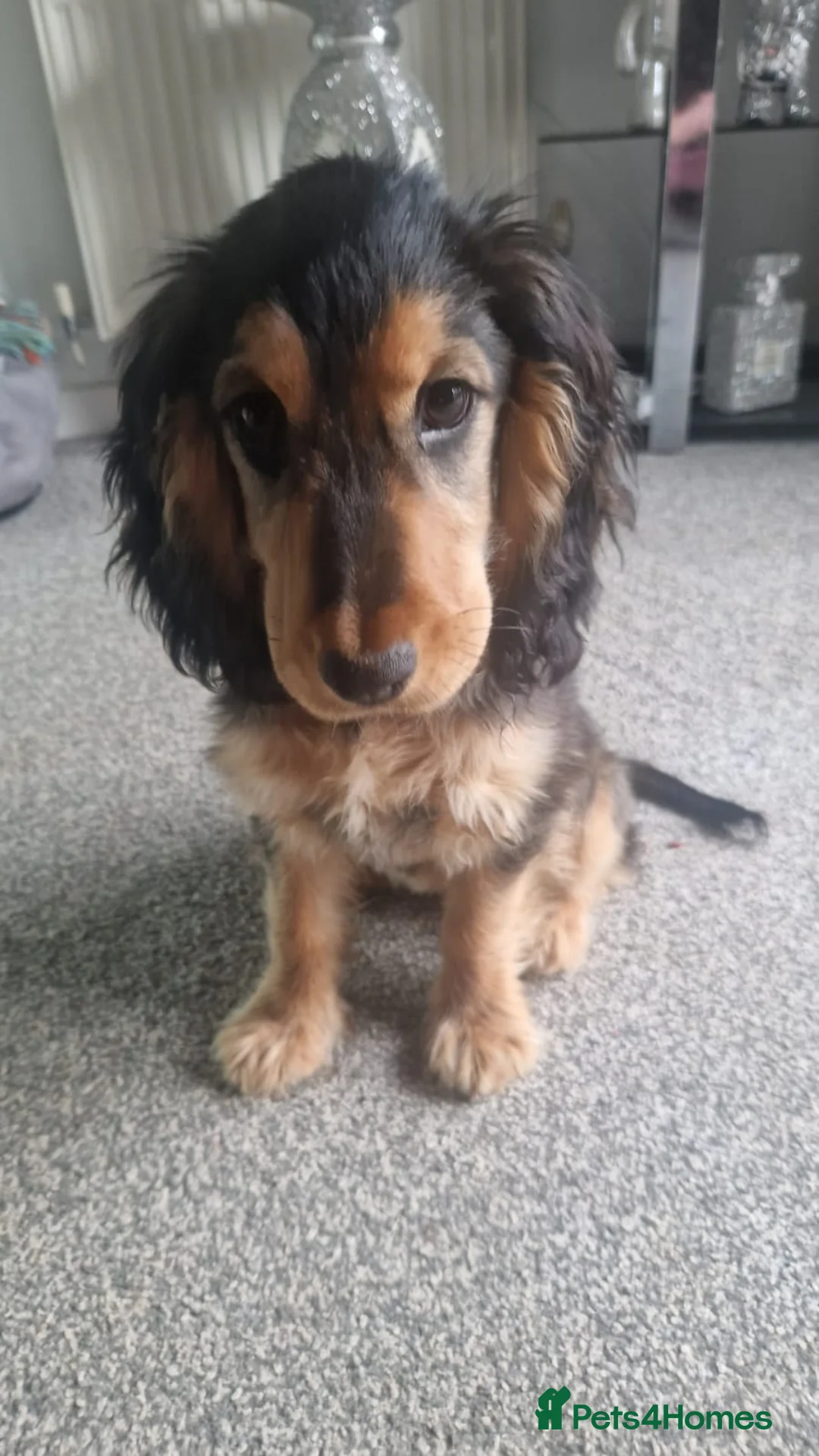 Cocker Spaniel dogs for sale: Cocker spaniel show type black and tan in Crawley - Advert 2