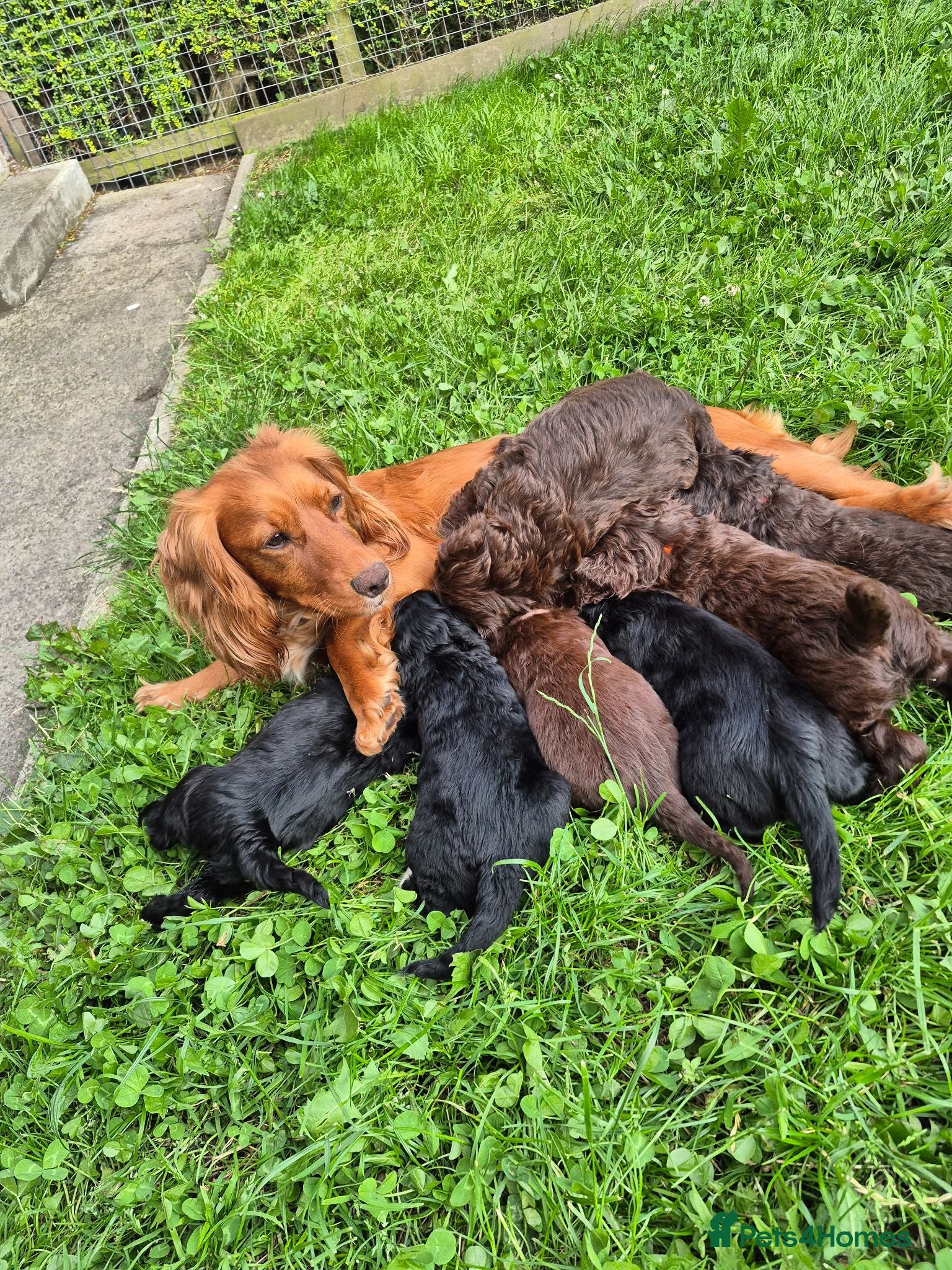 Cockapoo dogs Cockapoo puppies - Advert 2