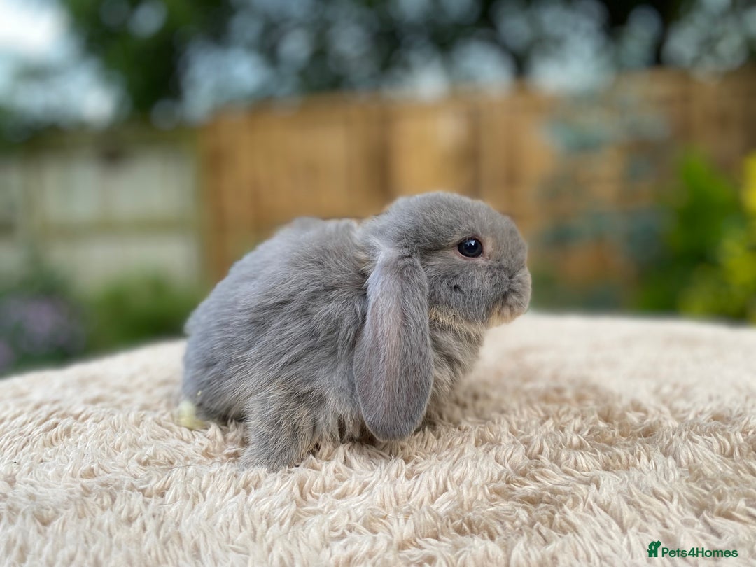 Mini Lop rabbits for sale: Baby Mini Lops For Sale - Image 9