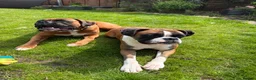 Boxer dogs for sale: Boxer Litter Due 17th June - Advert 1