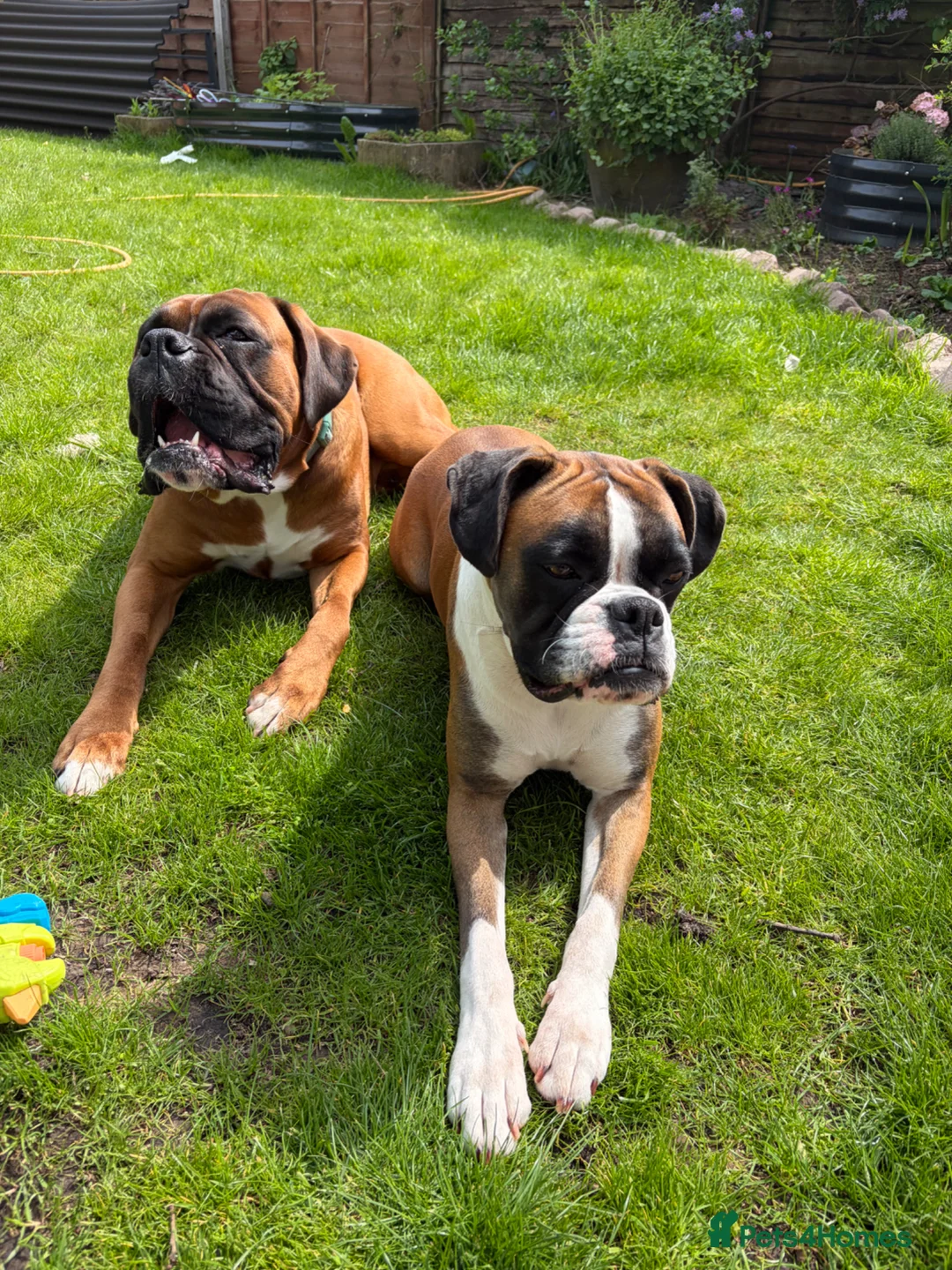 Boxer dogs for sale: Boxer Litter Due 17th June - Advert 1