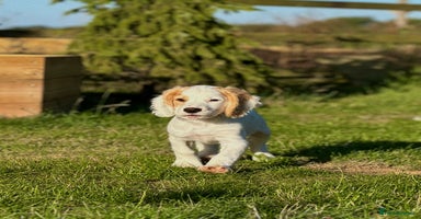 Cocker Spaniel dogs in Peterborough - Advert 7