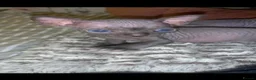 Sphynx cats for sale: Beautiful sphynx kittens  in Blackburn - Advert 5