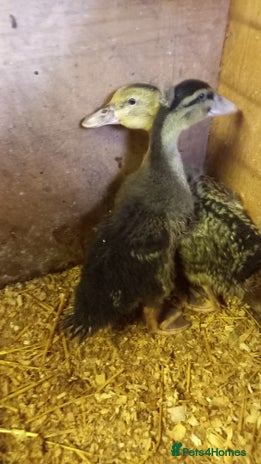 Ducks poultry - Advert 1