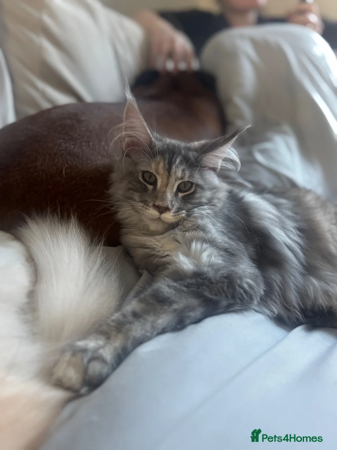 Maine Coon cats for sale: Active GCCF Female  - Advert 1